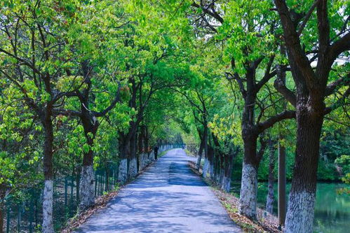 上海影視取景地又 上新 ,攝制服務(wù)機(jī)構(gòu)助力鄉(xiāng)村振興